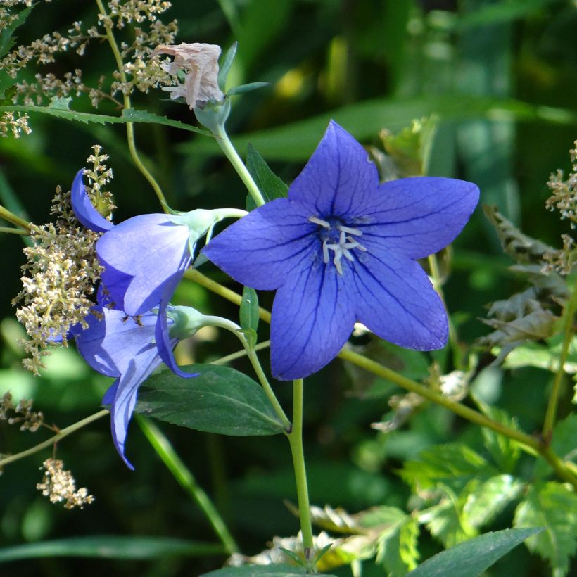 Platycodon grandiflorus Mariesii Blue (zaad) - Ballonklokje (Flowering)