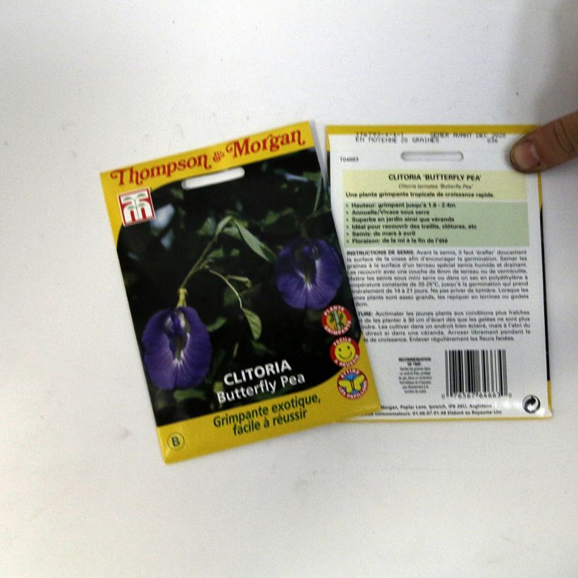 Example of Clitoria ternatea (zaad) - Kittelbloem per pack of 20 seeds (1,2g) as you get