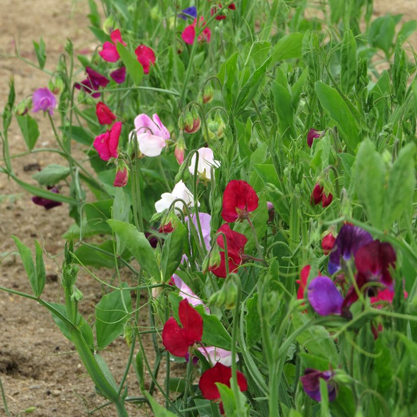 Lathyrus odoratus Bijou Nain Varié (zaad) - Siererwt (Groeiplaats)