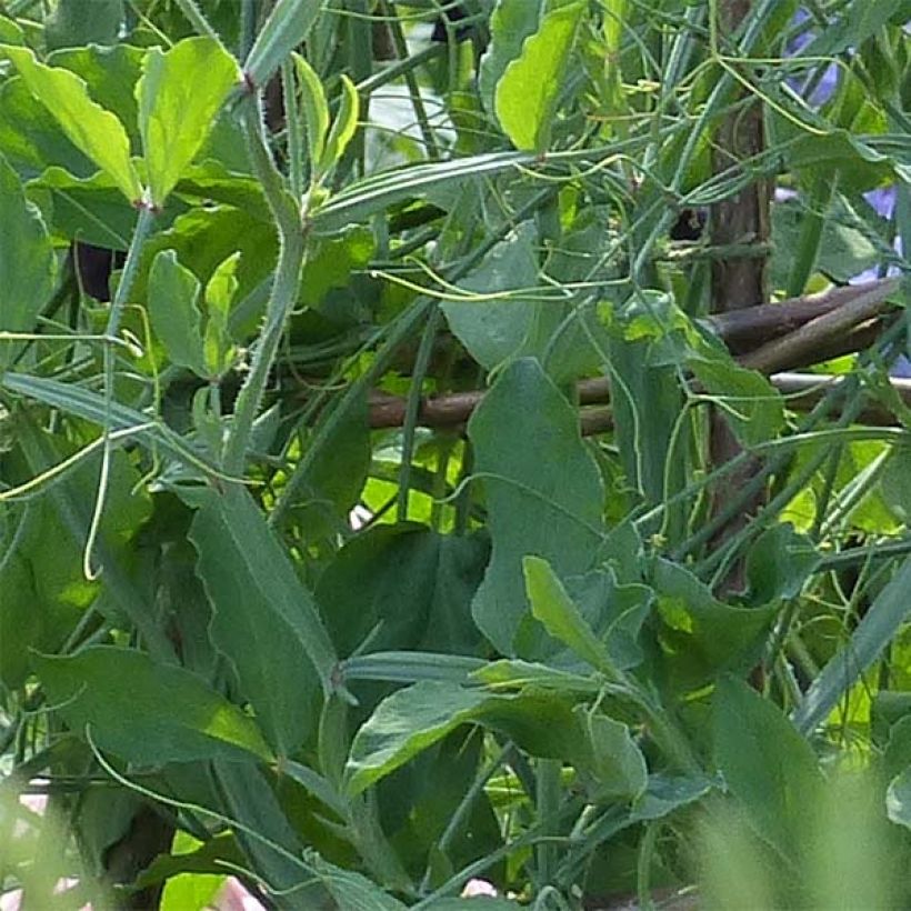 Lathyrus odoratus Blue Ripple (zaad) - Siererwt (Foliage)