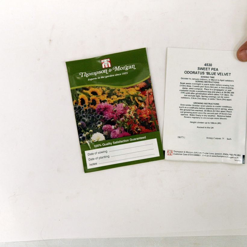 Voorbeeld van een exemplaar van Lathyrus odoratus Blue Velvet (zaad) - Siererwt het zakje met 30 zaden (3g) zoals geleverd