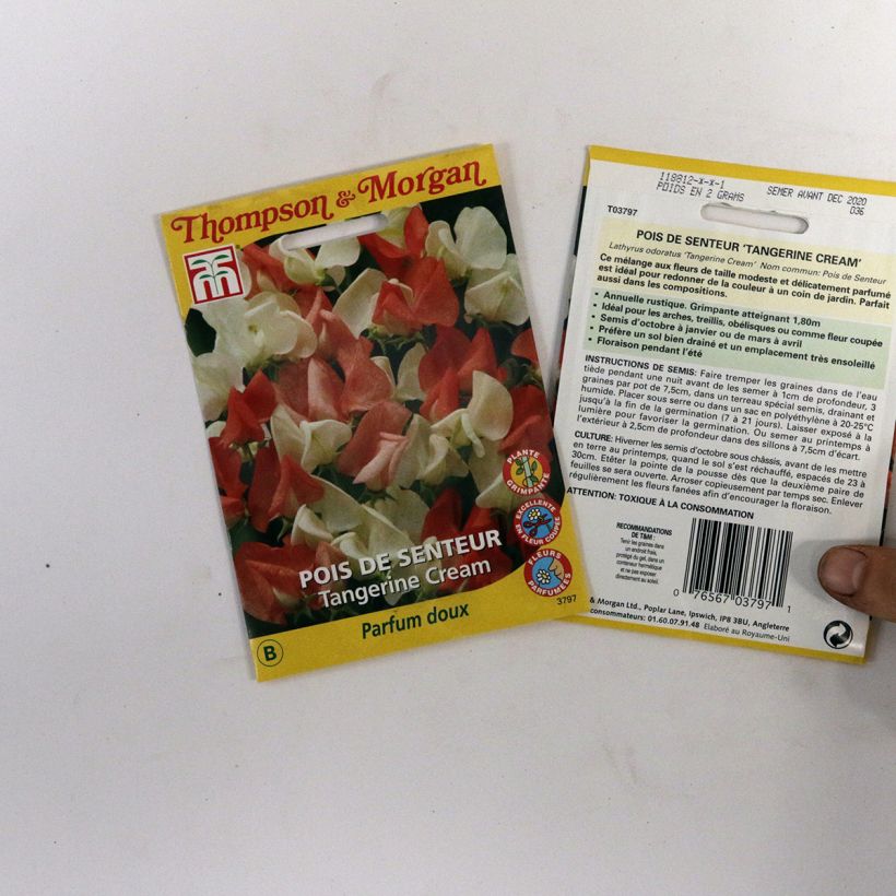 Voorbeeld van een exemplaar van Lathyrus odoratus Tangerine Cream (zaad) - Siererwt het zakje met 25 zaden zoals geleverd