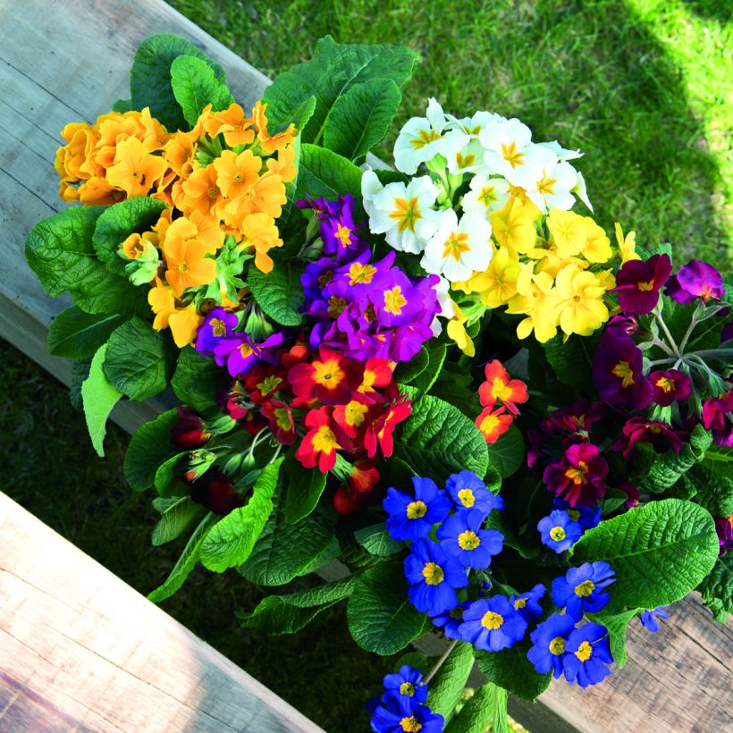 Primula elatior Crescendo Mix (zaad) - Slanke sleutelbloem (Bloei)