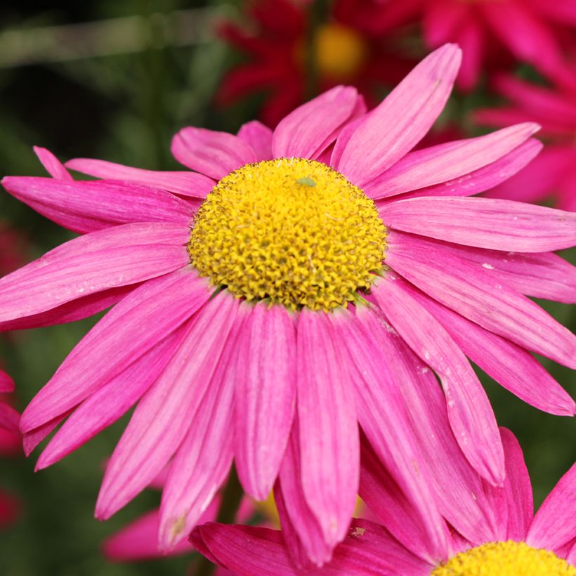 Chrysanthemum coccineum Robinson's Giants (zaad) - Wormkruid (Bloei)