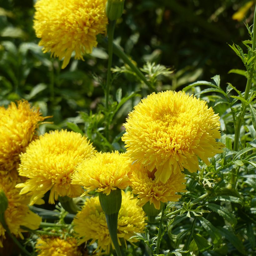 Groot afrikaantje - Tagetes erecta Fantastic Yellow (zaad) (Bloei)