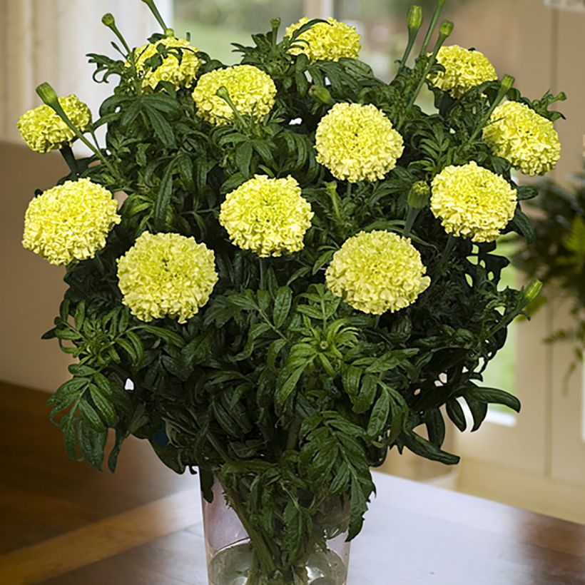 Groot afrikaantje Nosento Limegreen F1 (zaad) - Tagetes erecta (Flowering)