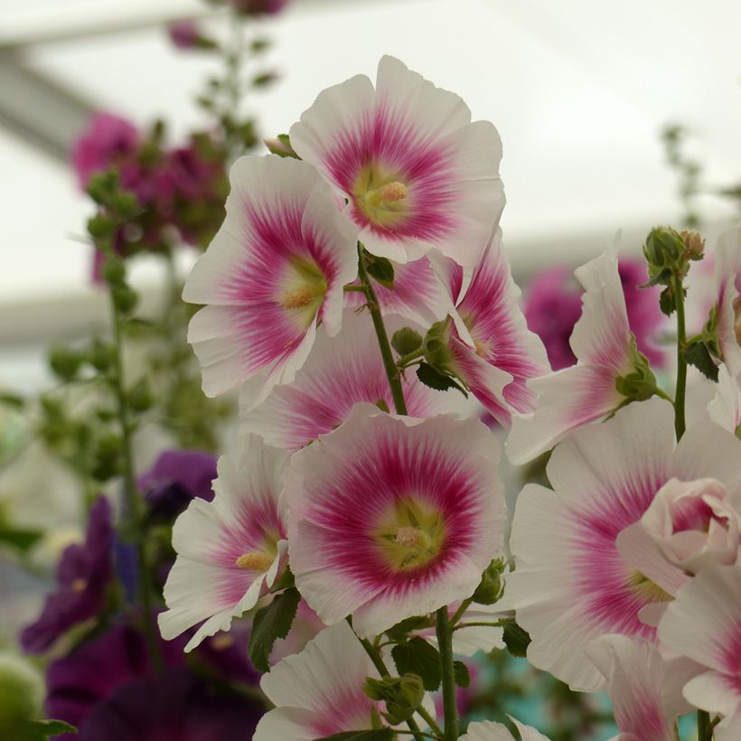 Alcea rosea Halo Blush (zaad) - Stokroos (Oogst)