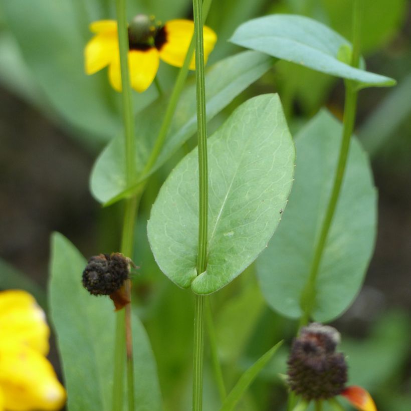 Rudbeckia amplexicaulis (zaad) - Zonnehoed (Blad)