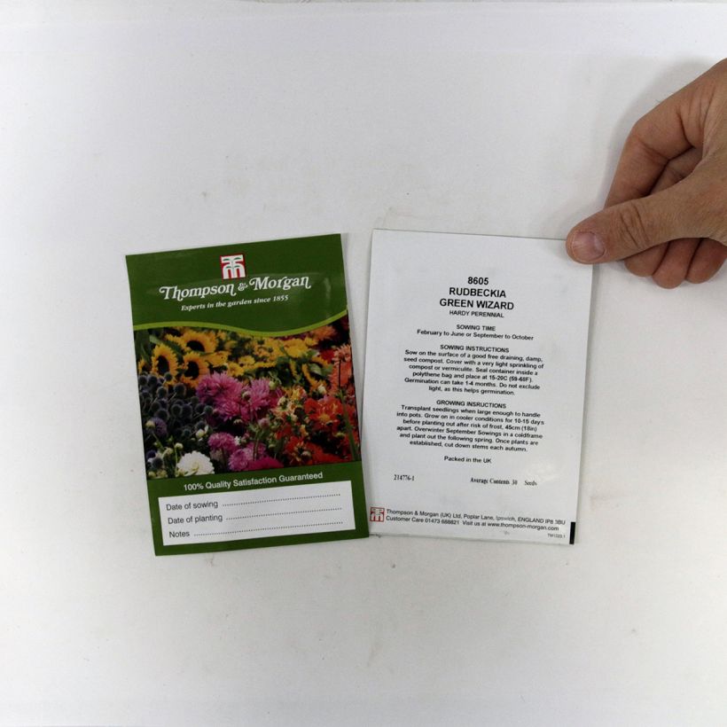 Example of Rudbeckia occidentalis Green Wizard (zaad) - Zonnehoed per pack of 50 seeds as you get