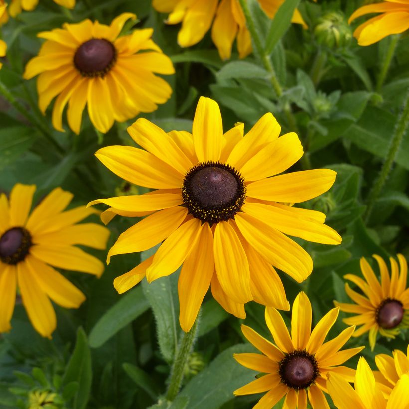 Rudbeckia hirta Marmalade (zaad) - Zonnehoed (Flowering)