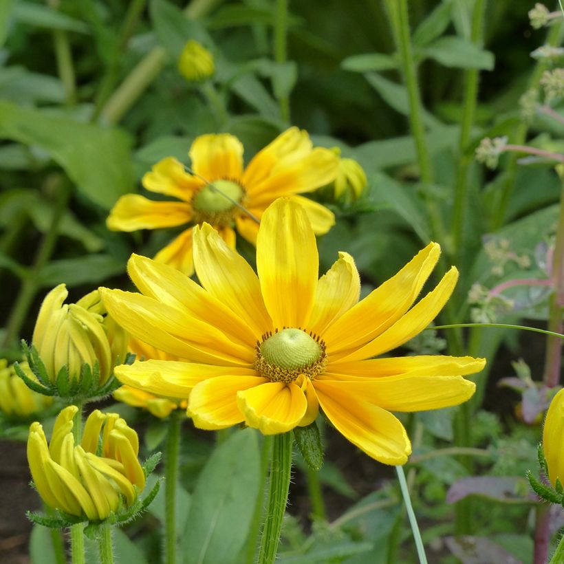 Rudbeckia hirta Prairie Sun (zaad) - Zonnehoed (Bloei)