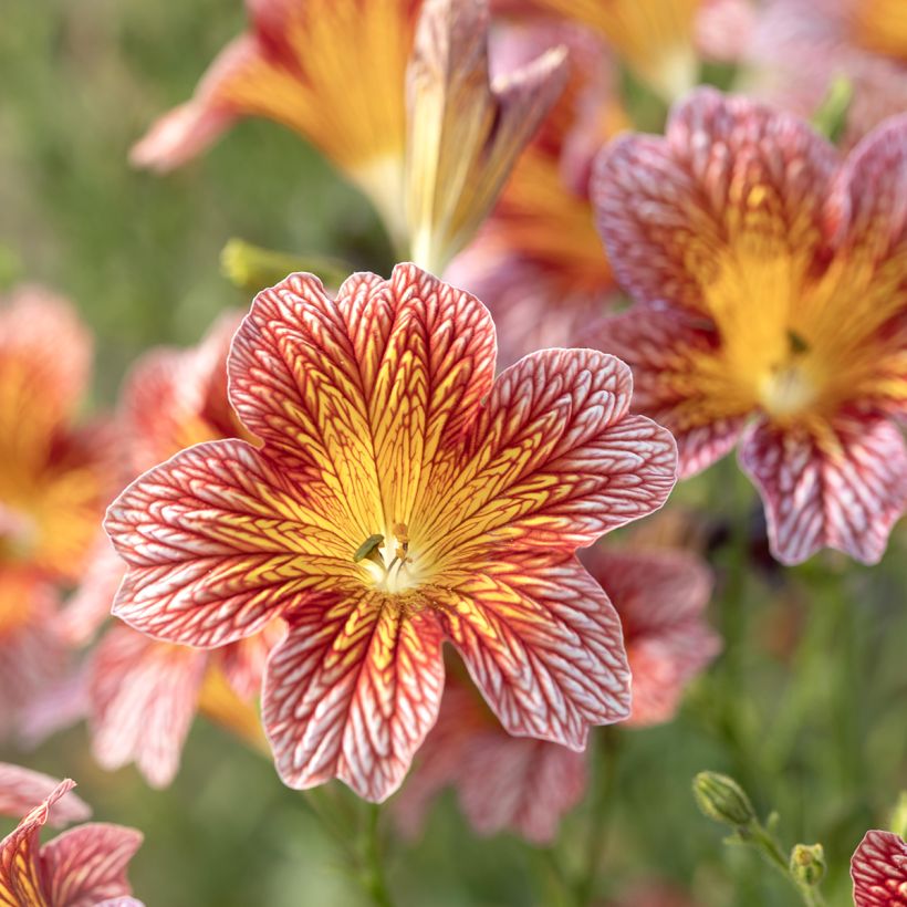 Salpiglossis sinuata Tora Rood (zaad) (Bloei)