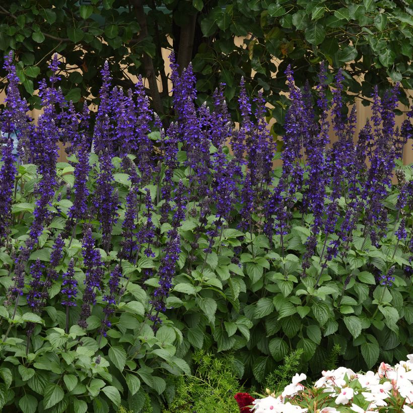 Salvia Big Blue (zaad) - Meelsalie (Groeiplaats)