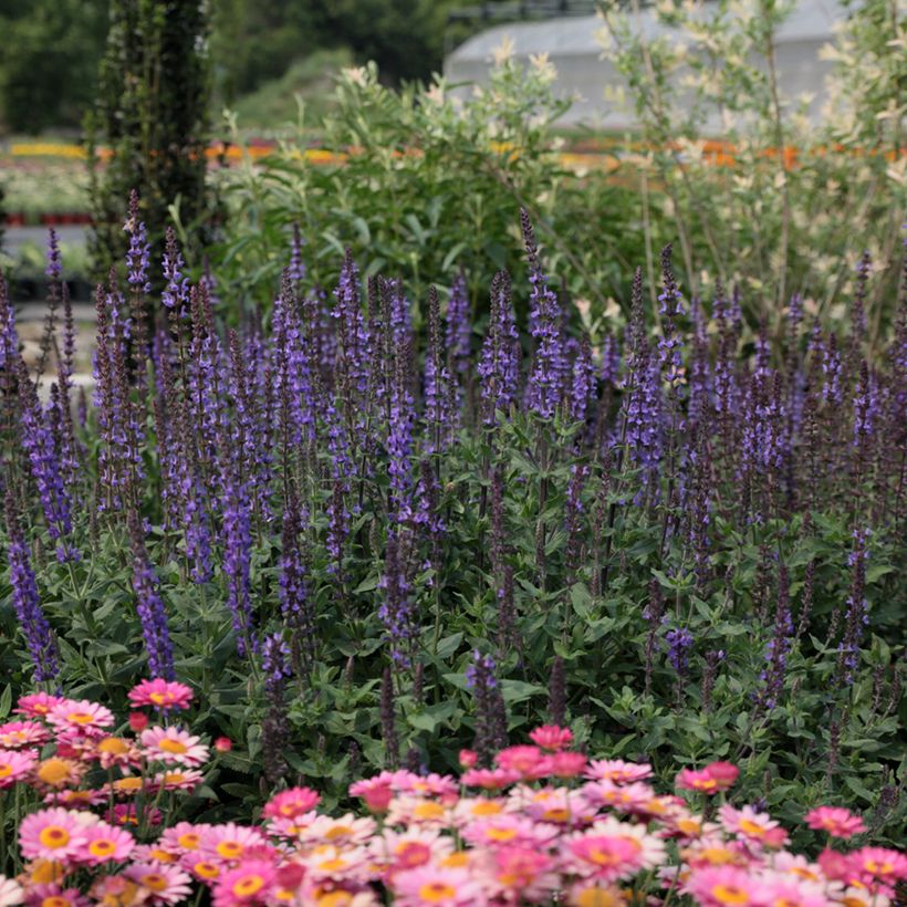 Salvia nemorosa Dwarf Blue Queen - Bossalie (Groeiplaats)