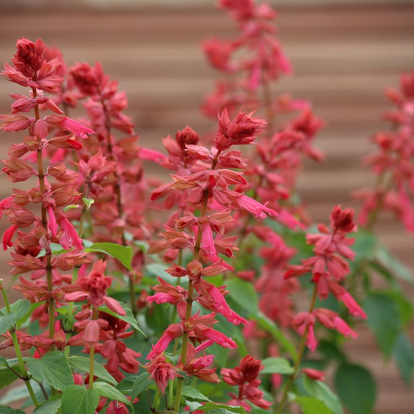 Salvia Estella Coral - Vuursalie (zaad) (Bloei)
