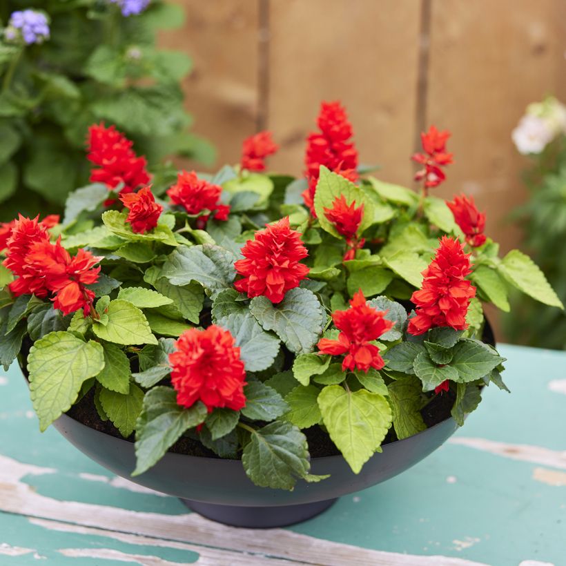 Salvia splendens Reddy Lime-leaved Red - Vuursalie (zaad) (Groeiplaats)