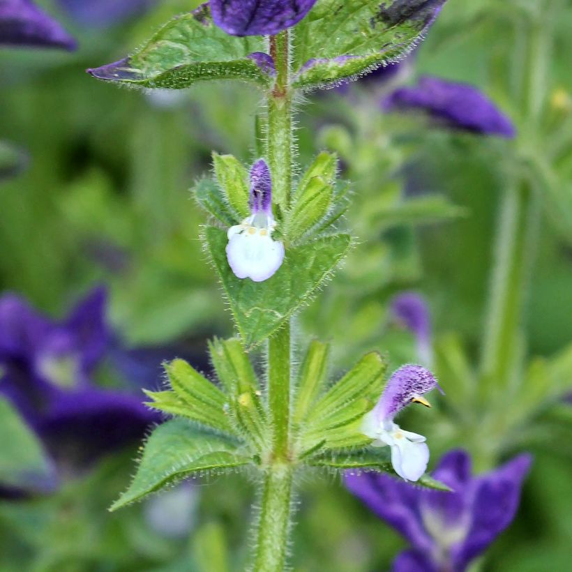Salvia viridis Blue Monday - Bonte salie (zaad) (Bloei)