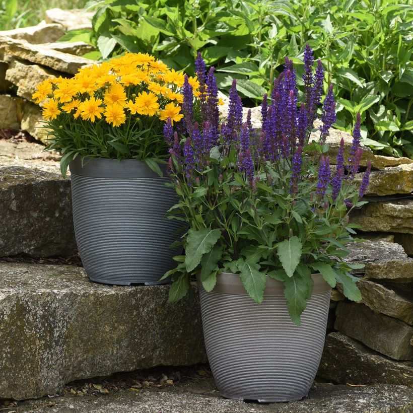 Salvia nemorosa Salvatore Blue - Bossalie (Groeiplaats)
