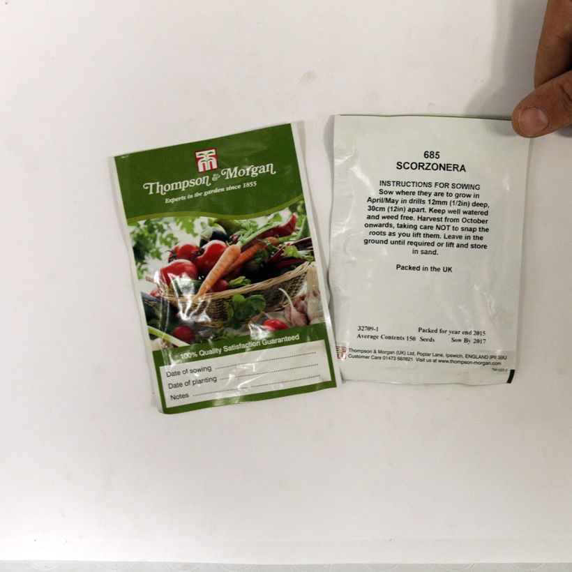 Voorbeeld van een exemplaar van Scorzonera hispanica (zaad) - Schorseneer het zakje met 150 zaden zoals geleverd