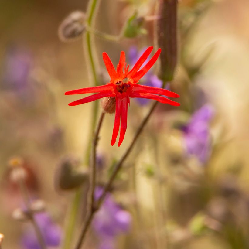 Silene laciniata Jack Flash (zaad) - Rode silene (Bloei)