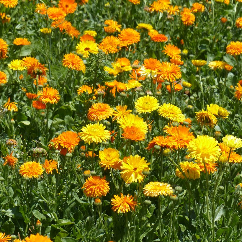 Calendula officinalis Pacific Beauty Mix (zaad) - Goudsbloem (Groeiplaats)