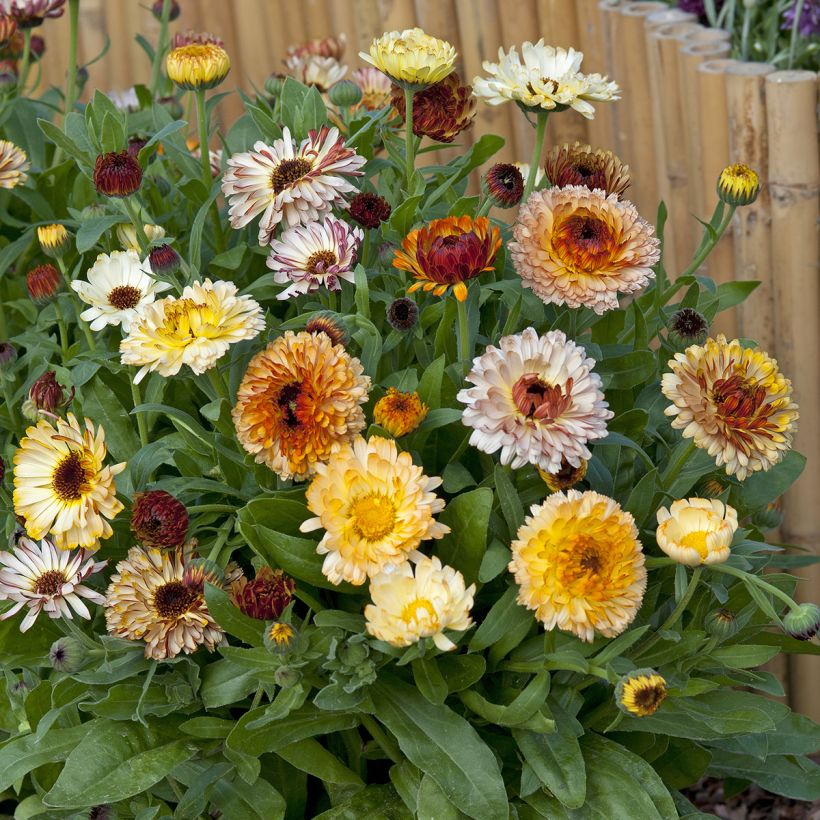 Calendula officinalis Playtime Mix biologisch (zaad) - Goudsbloem (Groeiplaats)