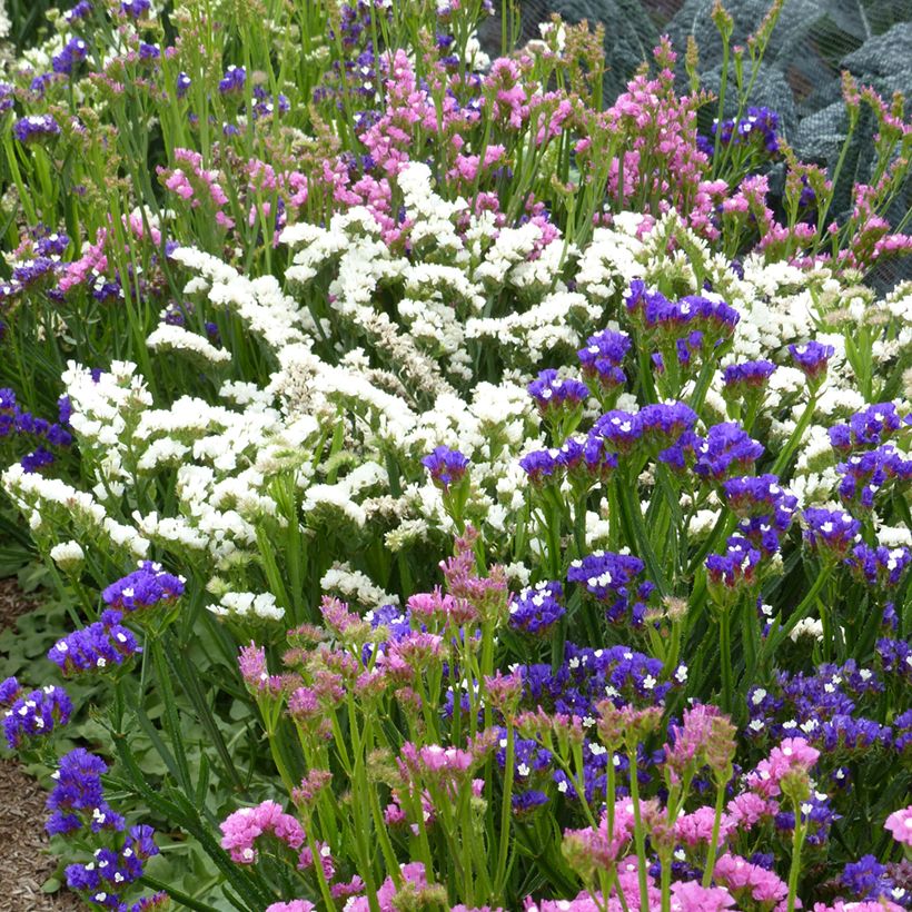 Limonium sinuatum Forever Art Shades (zaad) - Statice (Groeiplaats)