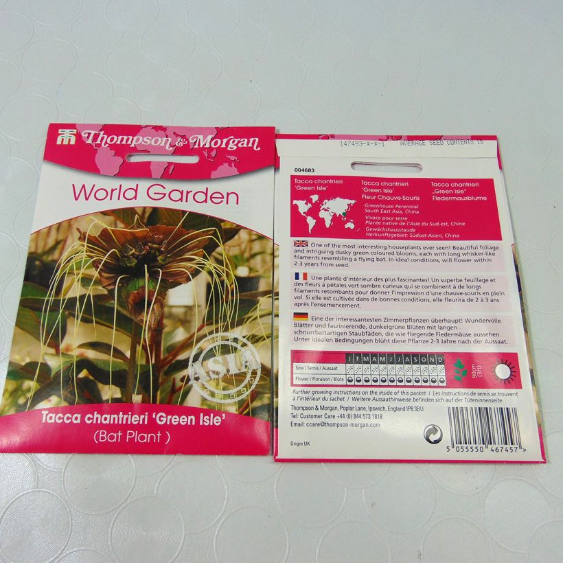 Voorbeeld van een exemplaar van Tacca chantrieri Green Isle (zaad) - Vleermuisbloem het zakje met 15 zaden zoals geleverd