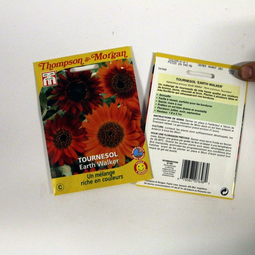 Voorbeeld van een exemplaar van Zonnebloem Earth Walker (zaad) - Helianthus annuus het zakje zaden van 0.95 gram zoals geleverd