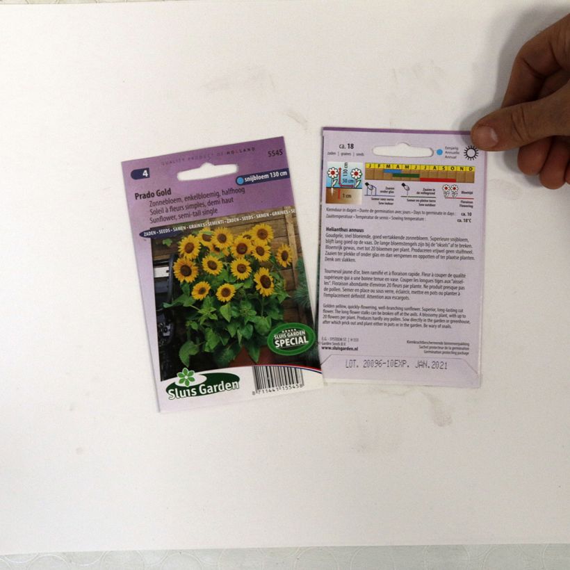 Voorbeeld van een exemplaar van Zonnebloem Prado Gold (zaad) - Helianthus annuus het zakje met 18 zaden zoals geleverd