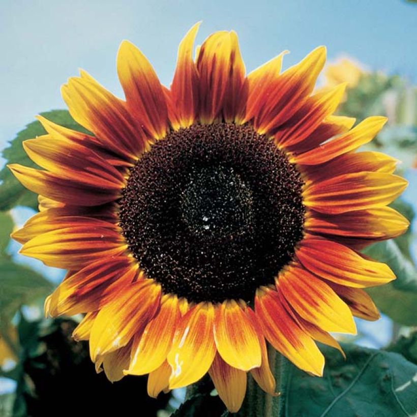 Zonnebloem Solar Eclipse F1 (zaad) - Helianthus annuus (Flowering)