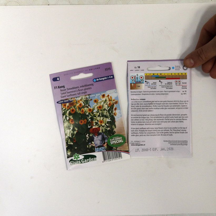 Voorbeeld van een exemplaar van Zonnebloem Kong F1 (zaad) - Helianthus annuus het zakje met 18 zaden zoals geleverd