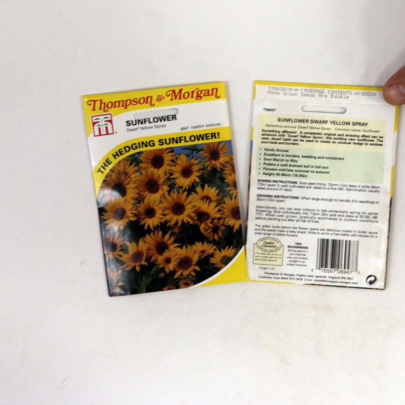 Voorbeeld van een exemplaar van Zonnebloem Dwarf Yellow Spray (zaad) - Helianthus annuus het zakje met 40 zaden zoals geleverd