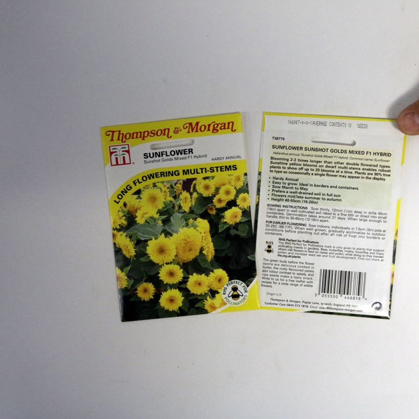 Voorbeeld van een exemplaar van Zonnebloem Sunshots Golds Mixed (zaad) - Helianthus annuus het zakje met 10 zaden zoals geleverd