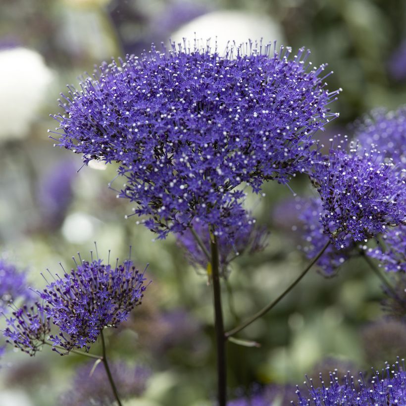 Trachelium caeruleum Black Knight (zaad) - Halsbloem (Bloei)