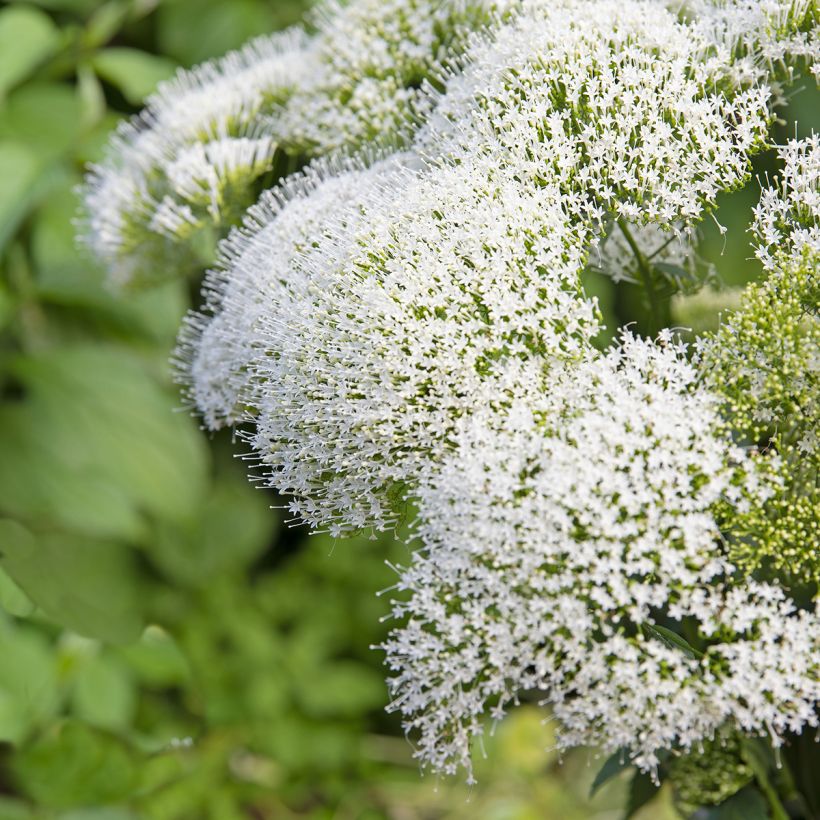 Trachelium caeruleum White Knight (zaad) - Halsbloem (Bloei)