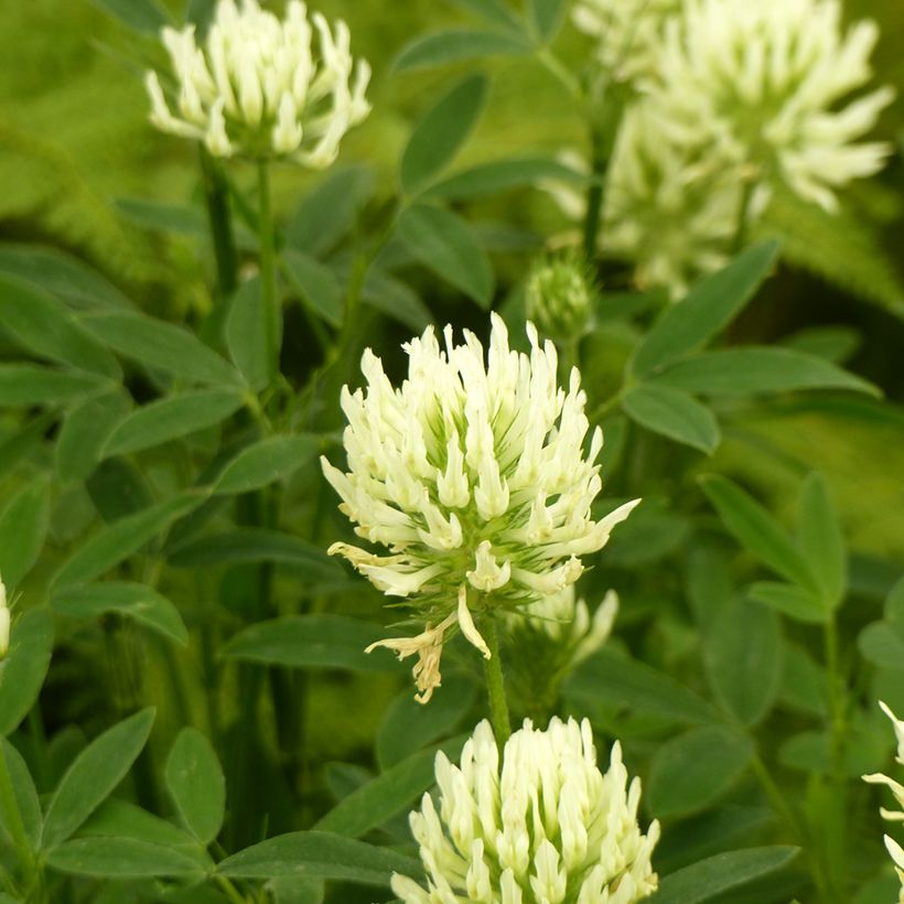 Trifolium ochroleucon (zaad) - Geelwitte klaver (Bloei)