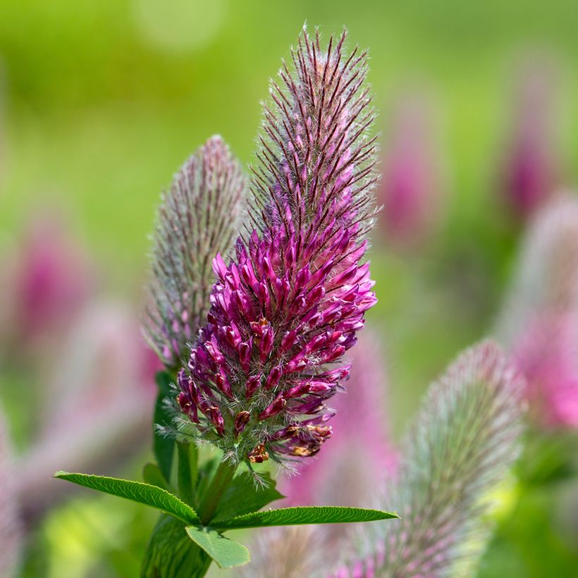 Trifolium rubens (zaad) - Klaver (Bloei)