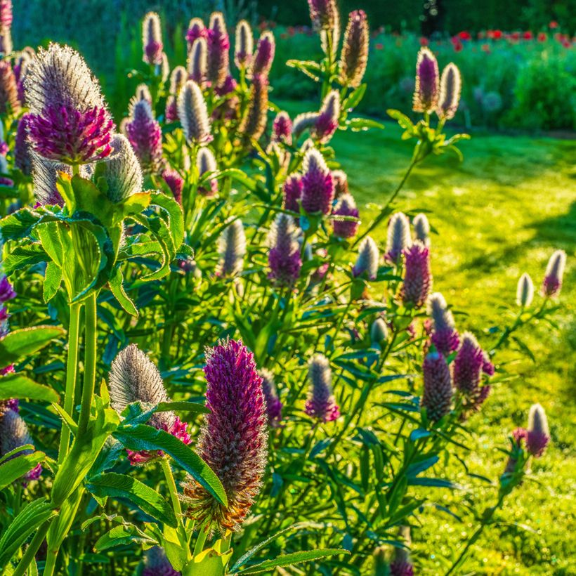 Trifolium rubens (zaad) - Klaver (Groeiplaats)