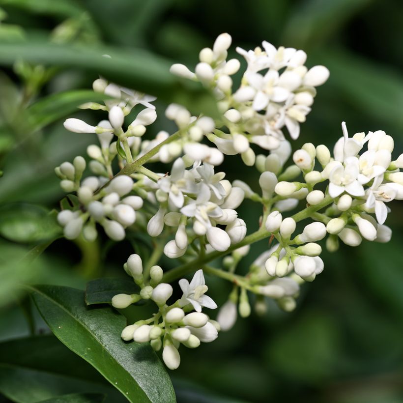 Ligustrum vulgare (zaad) - Wilde liguster (Bloei)