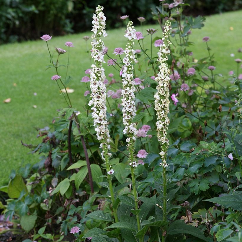 Verbascum chaixii Album (zaad) - Toorts (Groeiplaats)