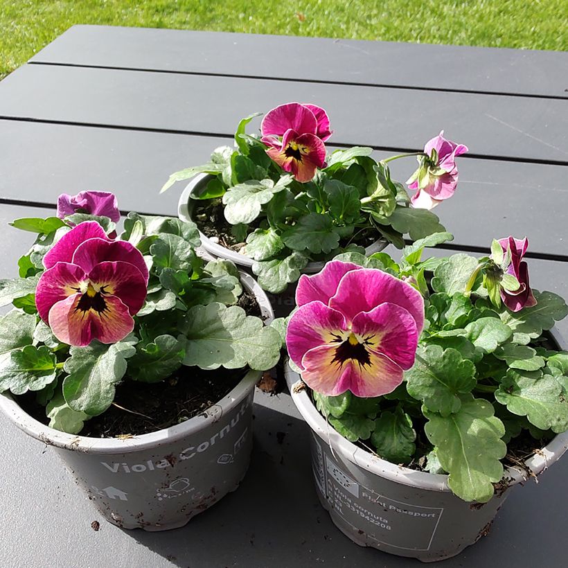 Viola cornuta Laeta Antique Shades (zaad) - Hoornviooltje (Bloei)