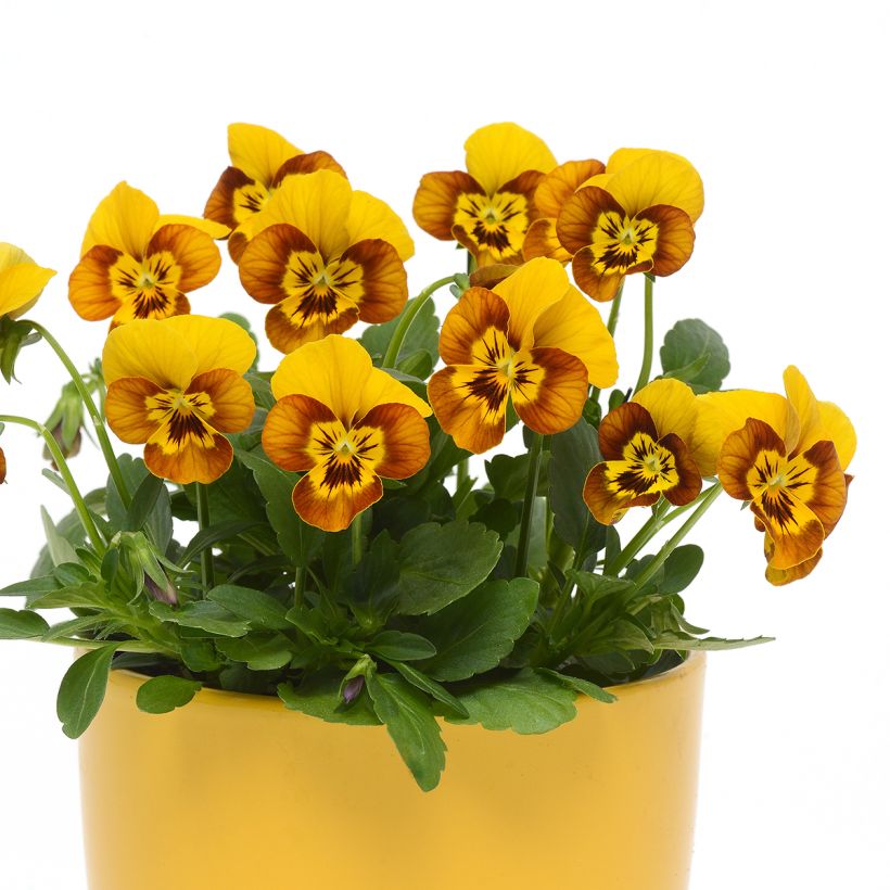 Viola cornuta Sorbet Honeybee (zaad) - Hoornviooltje (Groeiplaats)
