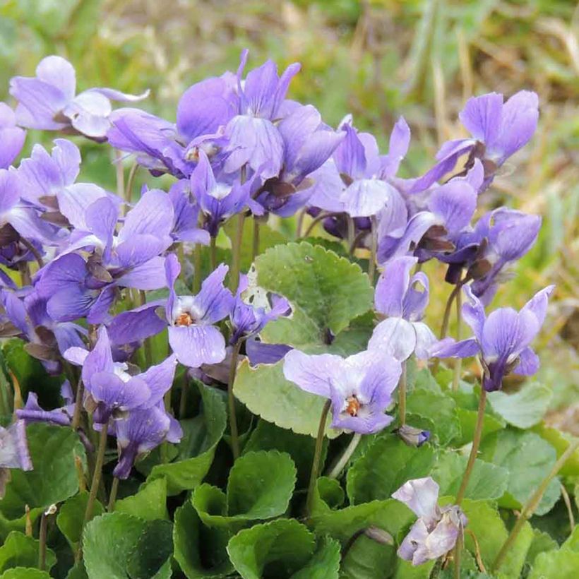Viola odorata (zaad) - Geurviooltje (Bloei)