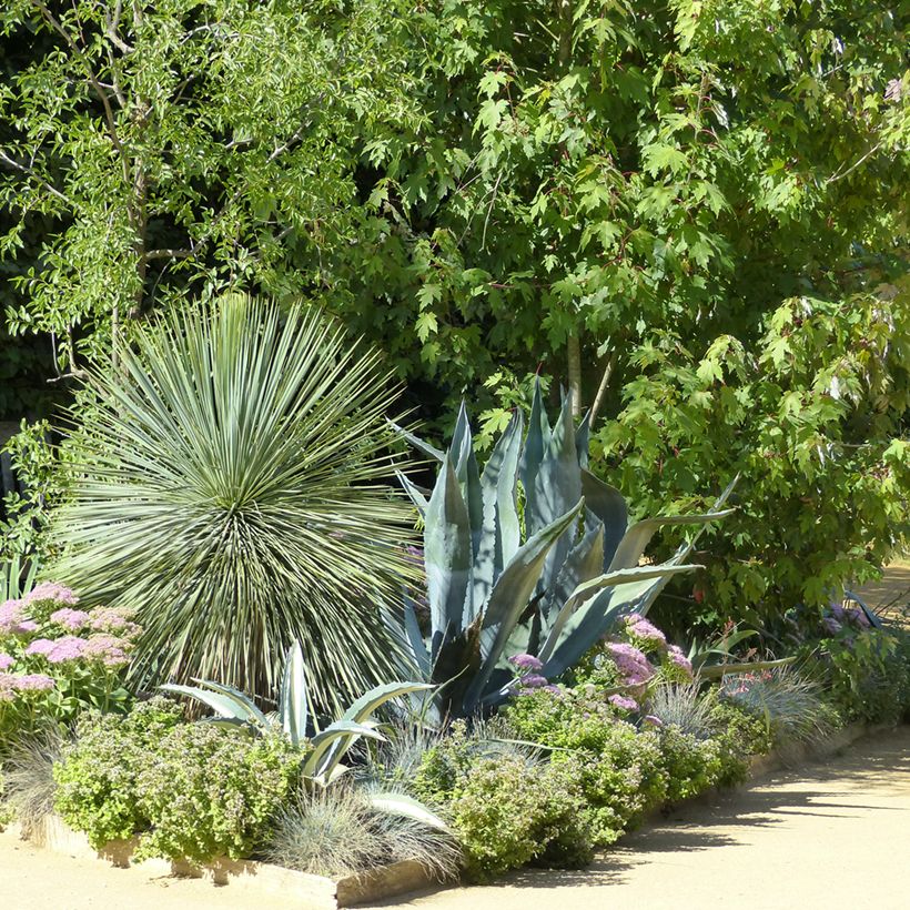 Yucca rostrata (zaad) - Palmlelie (Groeiplaats)