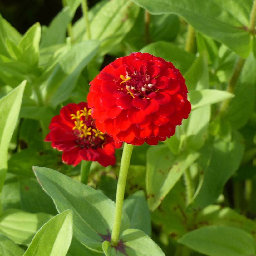 Zinnia elegans Lilliput Scarlet Gem (zaad) - Zahara-bloem (Bloei)