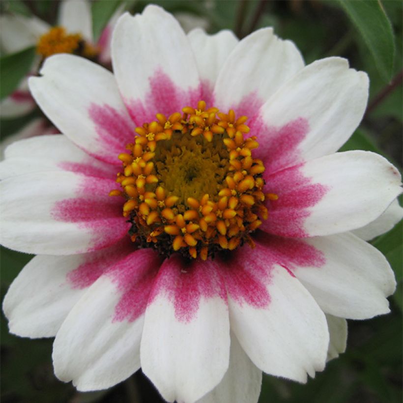 Zinnia marylandica Zahara Starlight Roze (zaad) - Zahara-bloem (Flowering)