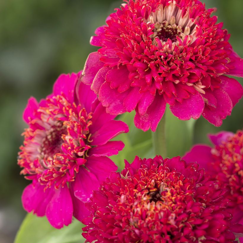 Zinnia elegans Cresto! Paars (zaad) - Zahara-bloem (Bloei)