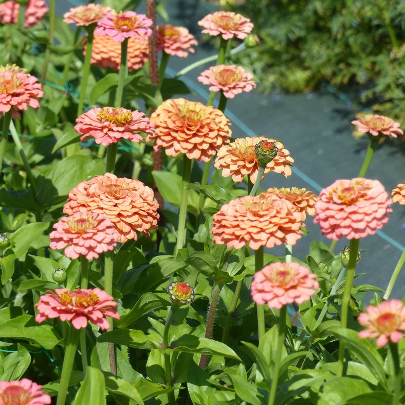 Zinnia elegans Lilliput Oklahoma Salmon (zaad) - Zahara-bloem (Bloei)