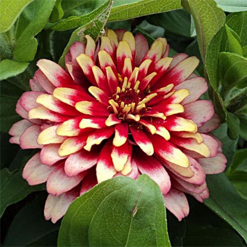 Zinnia elegans Swizzle Cherry & Ivory (zaad) - Zahara-bloem (Flowering)
